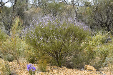 APII jpeg image of Cyanostegia angustifolia  © contact APII