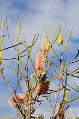 APII jpeg image of Hakea multilineata  © contact APII