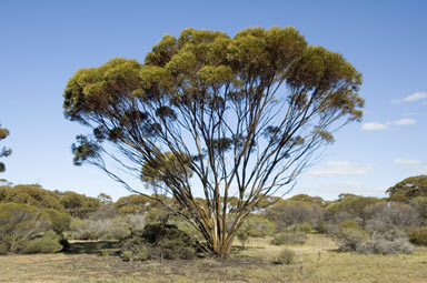 APII jpeg image of Eucalyptus salubris  © contact APII