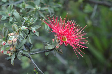 APII jpeg image of Kunzea pulchella  © contact APII