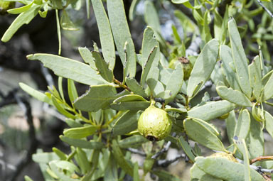 APII jpeg image of Santalum spicatum  © contact APII