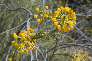 APII jpeg image of Acacia rossei  © contact APII