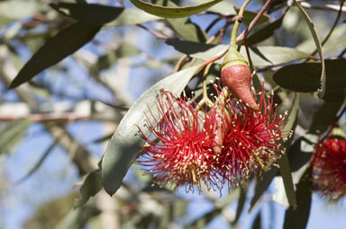 APII jpeg image of Eucalyptus erythronema subsp. erythronema  © contact APII