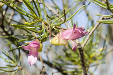 APII jpeg image of Eremophila alternifolia  © contact APII