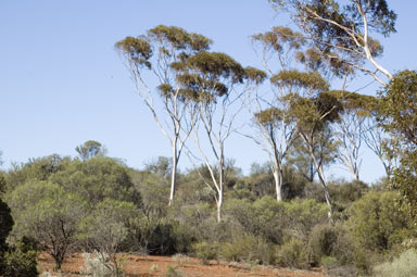 APII jpeg image of Eucalyptus griffithsii  © contact APII