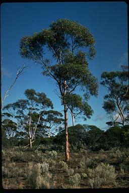 APII jpeg image of Eucalyptus optima  © contact APII