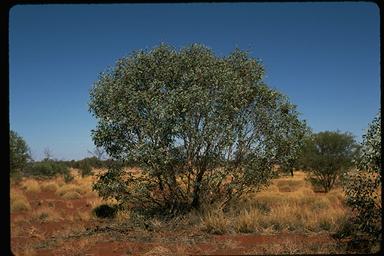 APII jpeg image of Eucalyptus oxymitra  © contact APII