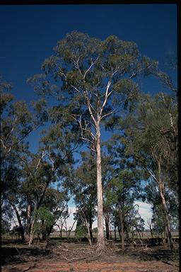 APII jpeg image of Eucalyptus pilligaensis  © contact APII