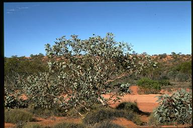 APII jpeg image of Eucalyptus pimpiniana  © contact APII