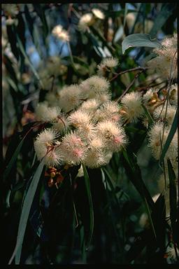 APII jpeg image of Eucalyptus dwyeri  © contact APII