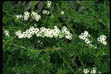 APII jpeg image of Kunzea ericoides  © contact APII