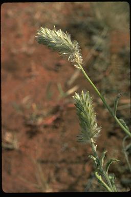 APII jpeg image of Ptilotus polystachyus  © contact APII