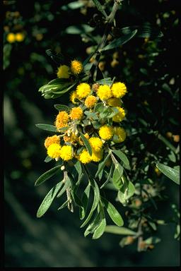 APII jpeg image of Acacia lanuginophylla  © contact APII