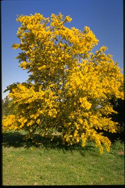 APII jpeg image of Acacia pubescens  © contact APII