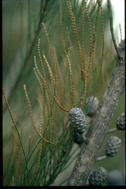 APII jpeg image of Allocasuarina glareicola  © contact APII