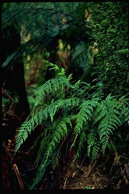 APII jpeg image of Asplenium bulbiferum  © contact APII