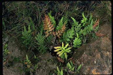 APII jpeg image of Blechnum ambiguum  © contact APII