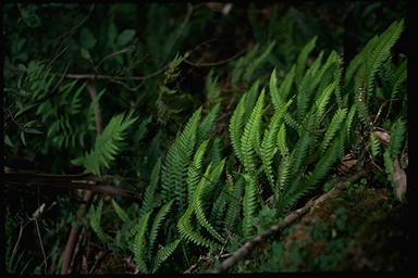 APII jpeg image of Blechnum chambersii  © contact APII