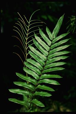 APII jpeg image of Blechnum wattsii  © contact APII