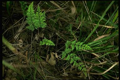 APII jpeg image of Cheilanthes sieberi  © contact APII