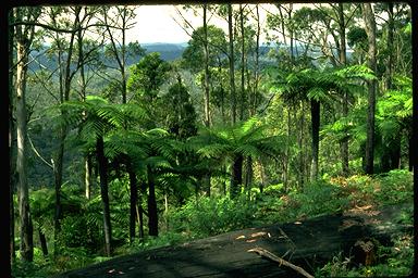 APII jpeg image of Cyathea australis  © contact APII