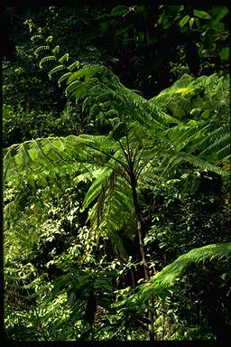 APII jpeg image of Cyathea robertsoniana  © contact APII