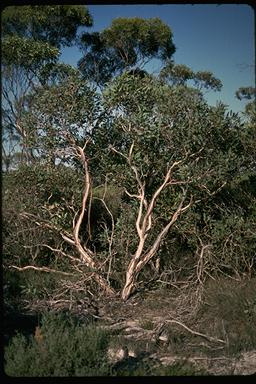 APII jpeg image of Eucalyptus rigens  © contact APII