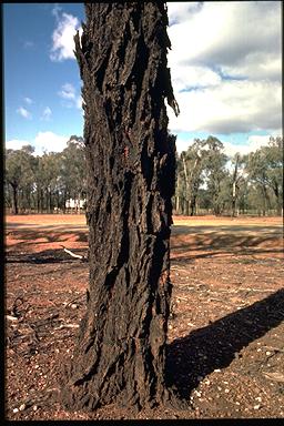 APII jpeg image of Eucalyptus sideroxylon  © contact APII