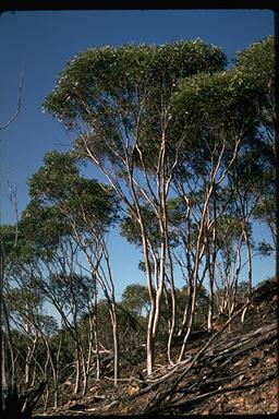 APII jpeg image of Eucalyptus astringens subsp. redacta  © contact APII