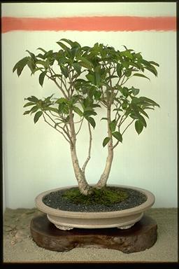 APII jpeg image of Ficus virens  © contact APII