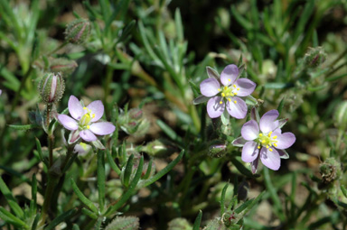 APII jpeg image of Spergularia rubra  © contact APII