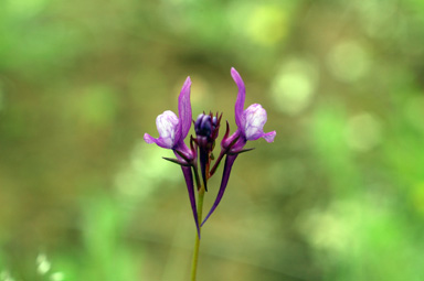 APII jpeg image of Linaria pelisseriana  © contact APII