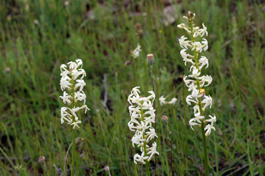 APII jpeg image of Stackhousia monogyna  © contact APII