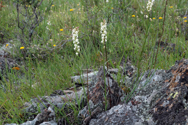 APII jpeg image of Stackhousia monogyna  © contact APII