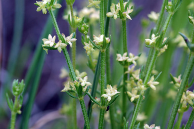 APII jpeg image of Galium gaudichaudii  © contact APII