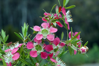 APII jpeg image of Leptospermum 'Love Affair'  © contact APII