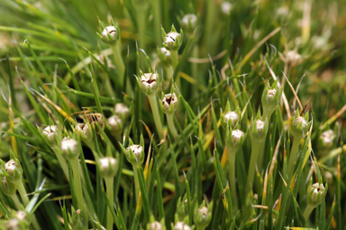 APII jpeg image of Colobanthus sp. nov.  © contact APII