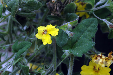 APII jpeg image of Goodenia heterophylla subsp. eglandulosa  © contact APII