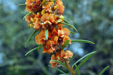 APII jpeg image of Mirbelia confertifolia  © contact APII