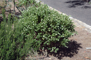 APII jpeg image of Pimelea latifolia subsp. altior  © contact APII