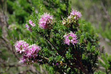 APII jpeg image of Kunzea ciliata  © contact APII