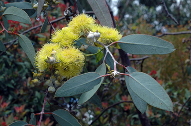 APII jpeg image of Eucalyptus woodwardii  © contact APII