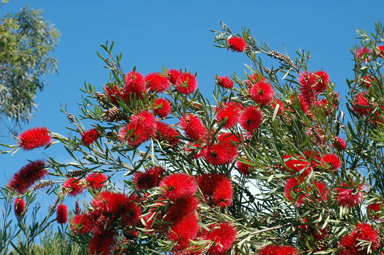 APII jpeg image of Callistemon phoeniceus  © contact APII