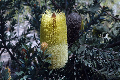 APII jpeg image of Banksia 'High Noon'  © contact APII