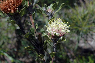 APII jpeg image of Banksia cuneata  © contact APII