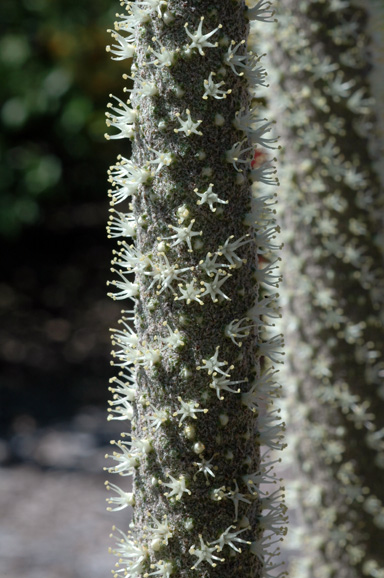 APII jpeg image of Xanthorrhoea fulva  © contact APII