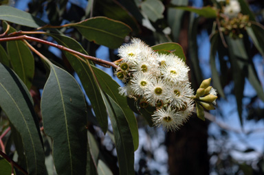 APII jpeg image of Eucalyptus ancophila  © contact APII