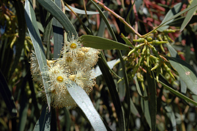 APII jpeg image of Eucalyptus urna  © contact APII