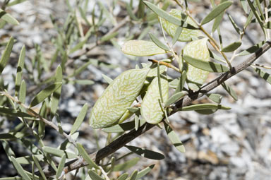 APII jpeg image of Acacia aneura x craspedocarpa  © contact APII