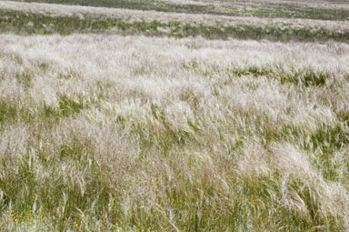 APII jpeg image of Stipa  © contact APII